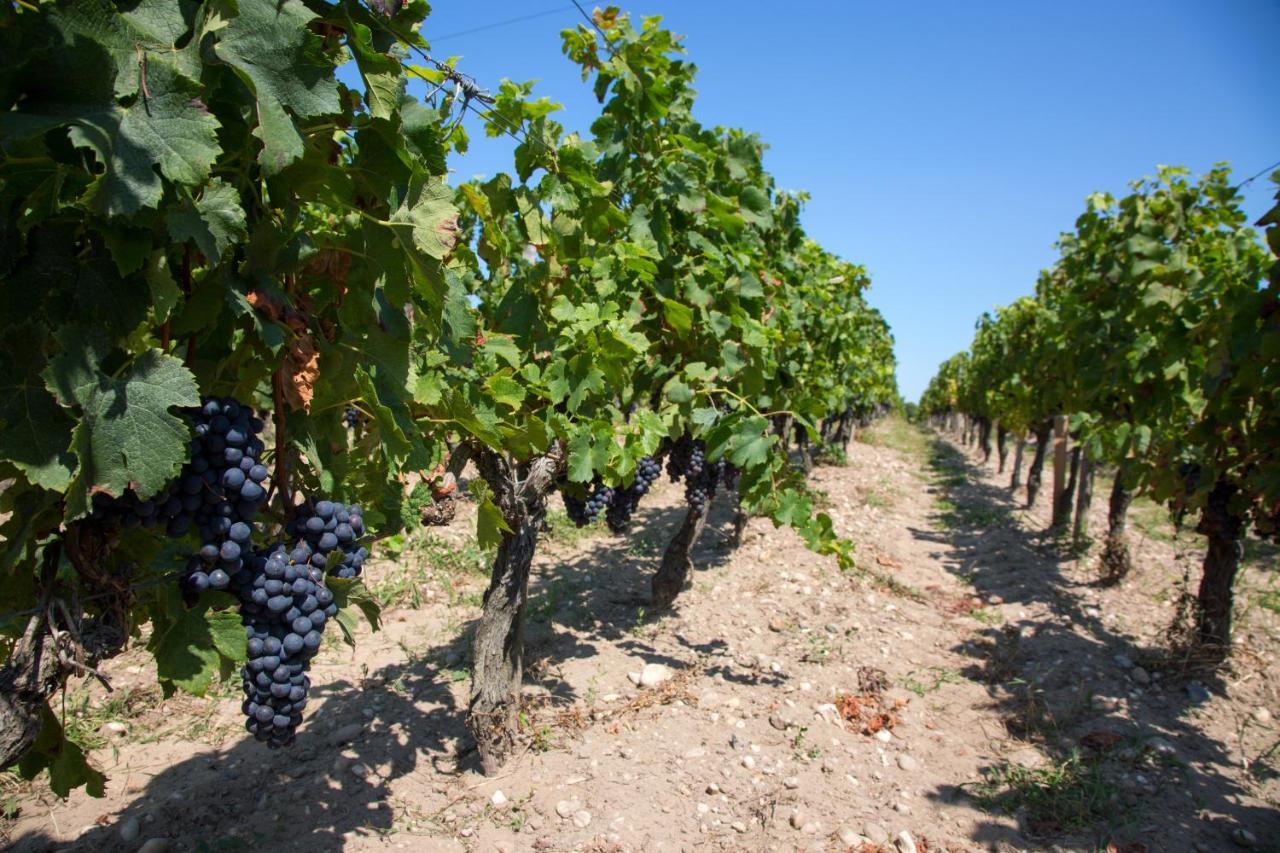 Wine Hote Chambre D'Hotes Le Pian-Médoc Exterior foto